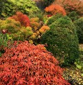firey autumn colours on small Japanese acers among the box cones in my garden