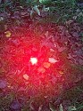 looking down on a red light almost submerged under grass and fallen leaves; the light looks yellow white in the centre, with a red halo fading to a dark green around the edges.