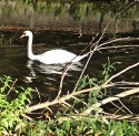 a gleaming white swan heads left in the image, its reflection clear in the kahki coloured water; weeds and bare tree branches occupy the foreground, leafy reflections make up the background