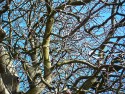 a tangle of tree branches from fat trunk to thin twig against a clear blue sky.