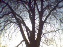 trunk and branches of a bare winter tree against sky that is blue-grey above shading down to almost white